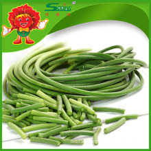 High quality Garlic sprouts green vegetables for health